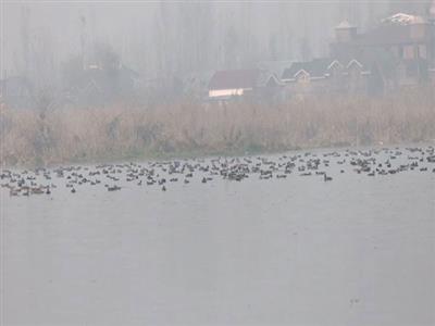 J-K: Hokersar Wetland in Srinagar becomes sanctuary for migratory birds, boosts conservation efforts and local tourism